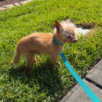 Bright Bobby