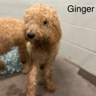 Giggly Ginger