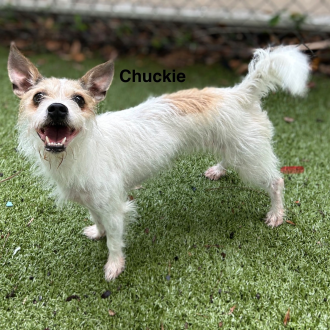 Curious Chuckie