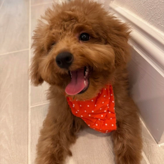 Cuddly Cookie
