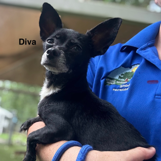 Darling Diva