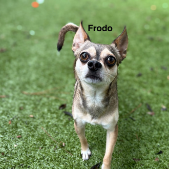 Friendly Frodo