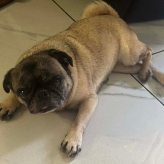 Princess Puchi