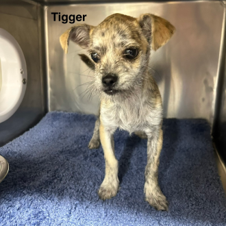 Terrific Tigger