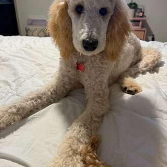 Fred is Home!