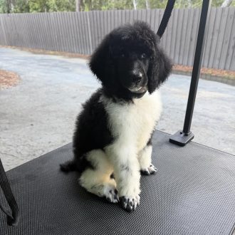 Teriffic Tux