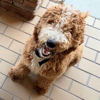 Marvelous Max