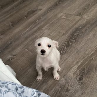 Darling Dobby