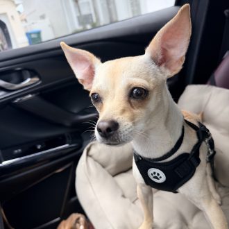 Nervous Nova
