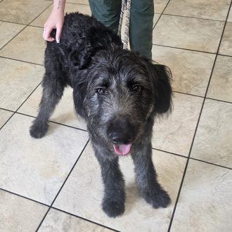 Rescued Rowdy