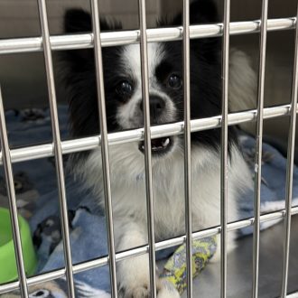 Rescued Rocky