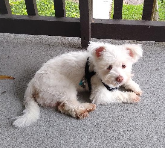 Beau, inspiration for the Beau Memorial Senior Care Fund