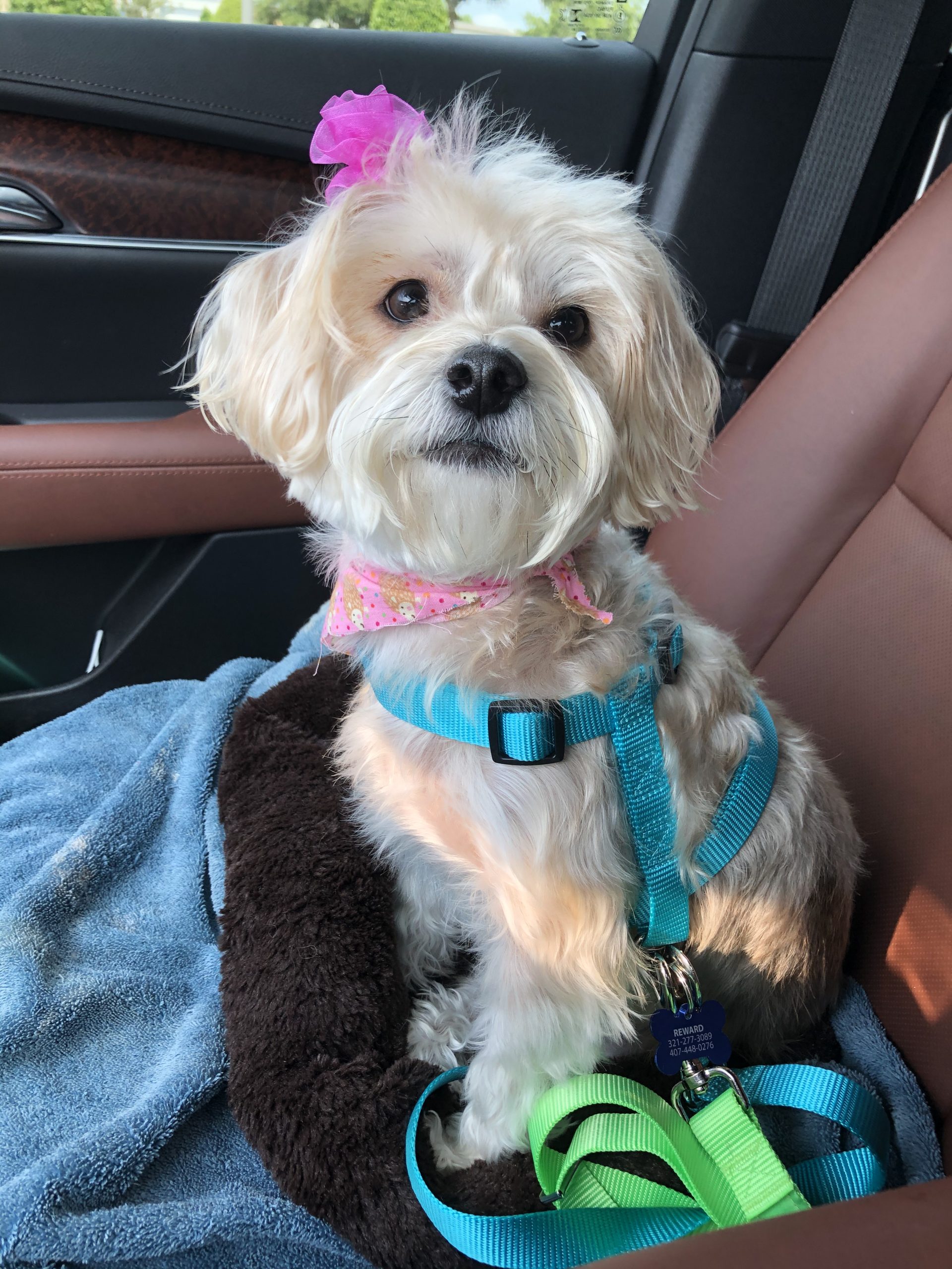 PPR rescue dog traveling by car