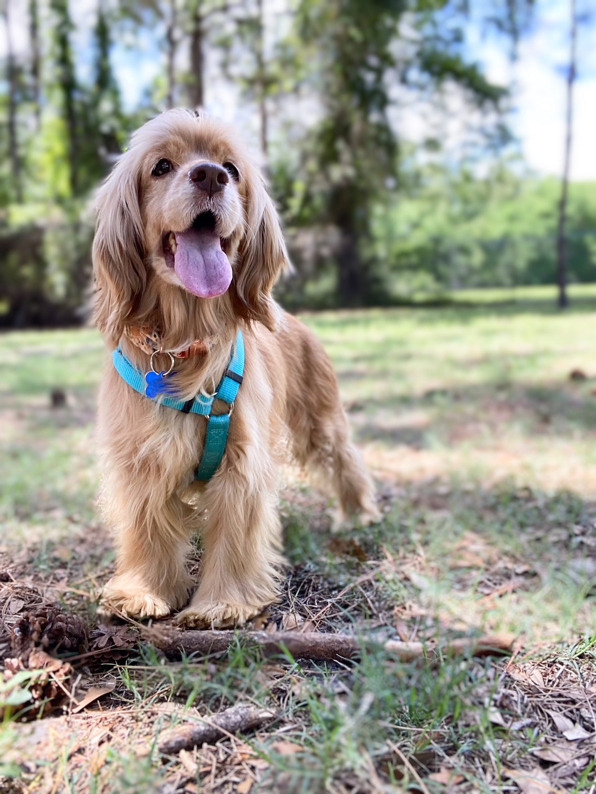 PPR rescue dog representing the Chip In Fund