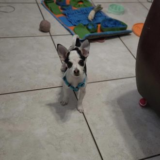 Marvelous Molly Moo