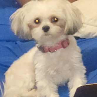 Tiny Tova