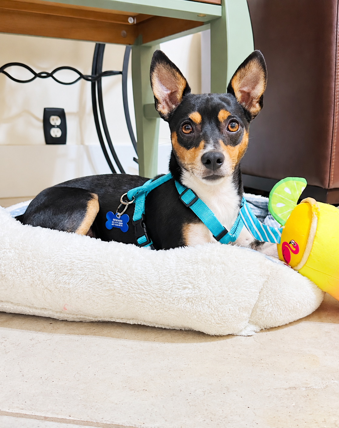 PPR foster dog with Wag Bag supplies