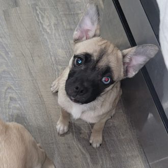 Zany Zara