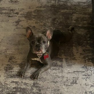 Mitzi is Home!